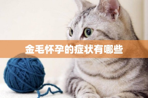 金毛懷孕的癥狀有哪些
