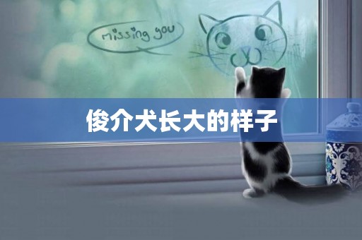 俊介犬長大的樣子