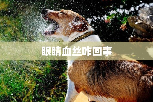 眼睛血絲咋回事