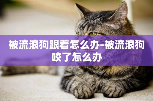 被流浪狗跟著怎么辦-被流浪狗咬了怎么辦
