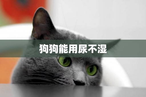 狗狗能用尿不濕