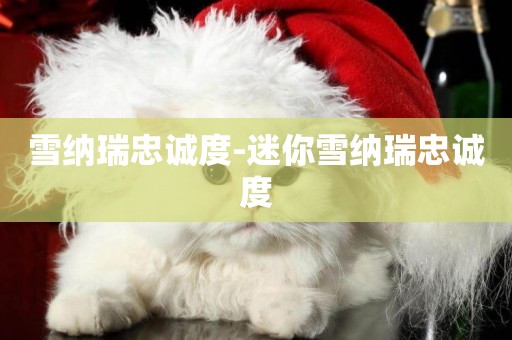 雪納瑞忠誠度-迷你雪納瑞忠誠度