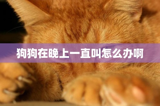 狗狗在晚上一直叫怎么辦啊
