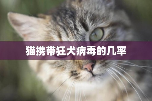 貓攜帶狂犬病毒的幾率