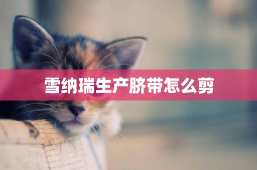 雪納瑞生產臍帶怎么剪