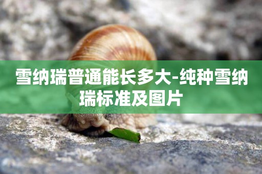 雪納瑞普通能長多大-純種雪納瑞標準及圖片