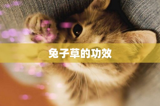 兔子草的功效