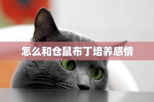 怎么和倉鼠布丁培養感情