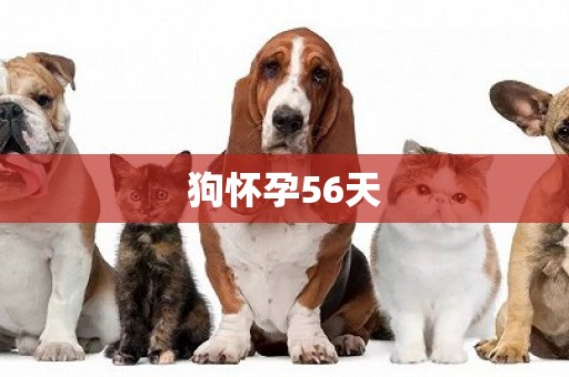 狗懷孕56天