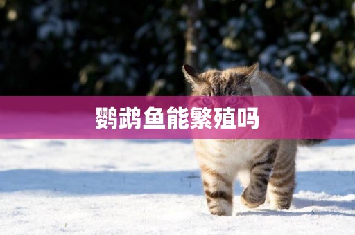 鸚鵡魚能繁殖嗎