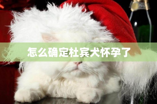 怎么確定杜賓犬懷孕了