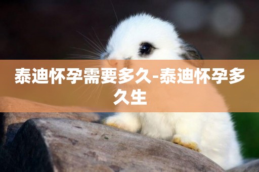 泰迪懷孕需要多久-泰迪懷孕多久生