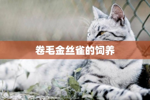 卷毛金絲雀的飼養