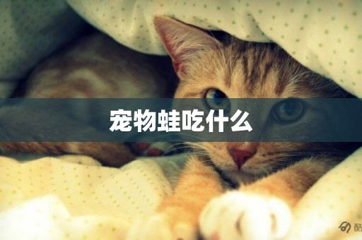 寵物蛙吃什么
