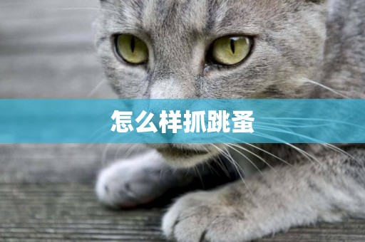 怎么樣抓跳蚤