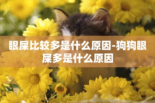 眼屎比較多是什么原因-狗狗眼屎多是什么原因