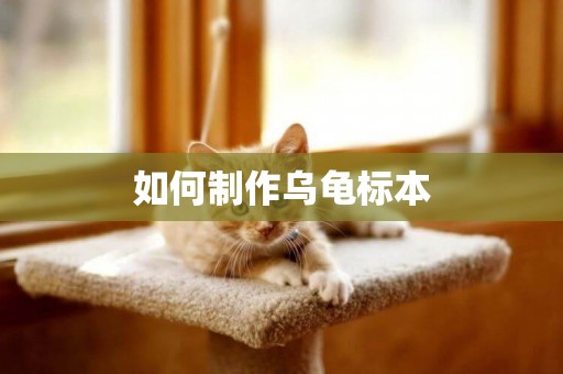 如何制作烏龜標本