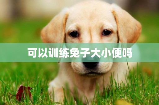 可以訓練兔子大小便嗎