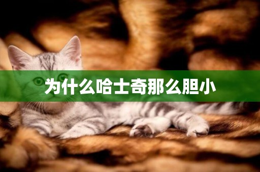 為什么哈士奇那么膽小