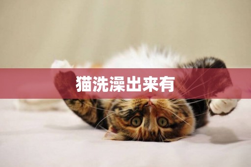 貓洗澡出來有