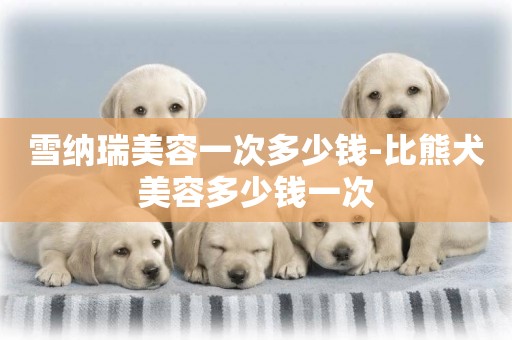 雪納瑞美容一次多少錢-比熊犬美容多少錢一次