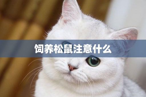 飼養松鼠注意什么