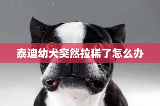 泰迪幼犬突然拉稀了怎么辦
