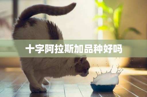 十字阿拉斯加品種好嗎