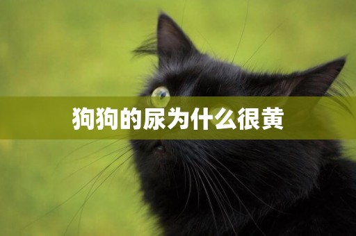 狗狗的尿為什么很黃