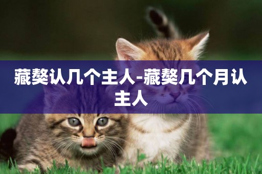 藏獒認幾個主人-藏獒幾個月認主人
