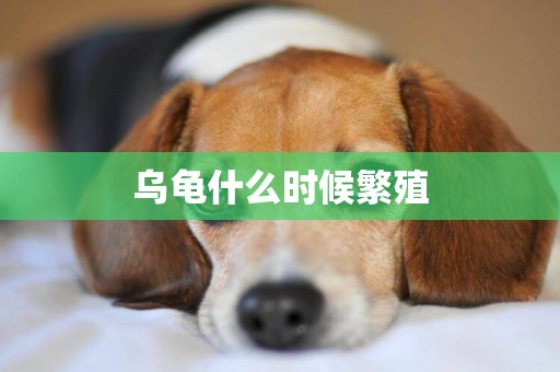 烏龜什么時候繁殖