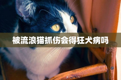 被流浪貓抓傷會得狂犬病嗎