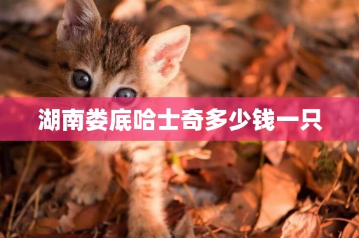 湖南婁底哈士奇多少錢一只