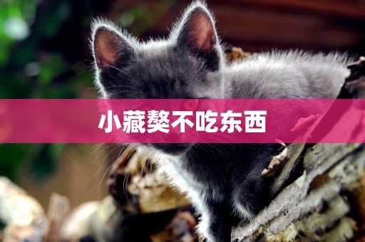 小藏獒不吃東西