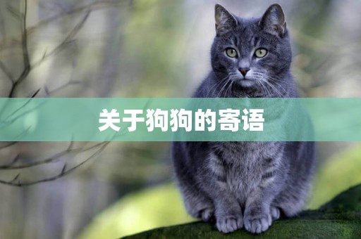 關于狗狗的寄語