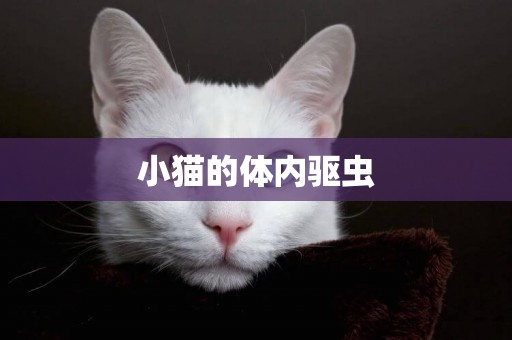 小貓的體內驅蟲