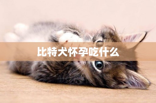 比特犬懷孕吃什么