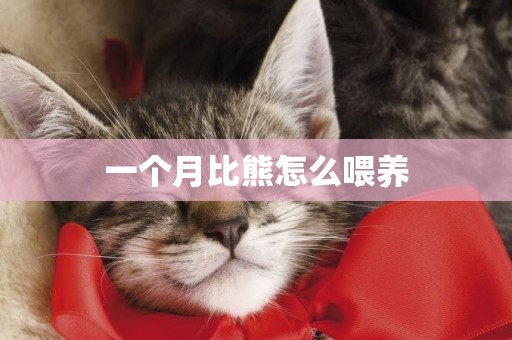 一個月比熊怎么喂養
