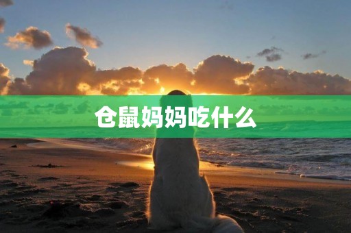 倉鼠媽媽吃什么
