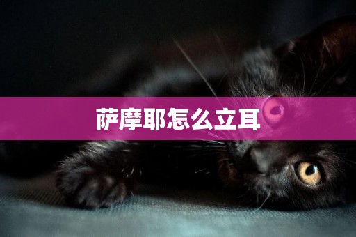 薩摩耶怎么立耳