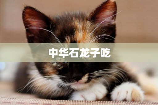 中華石龍子吃