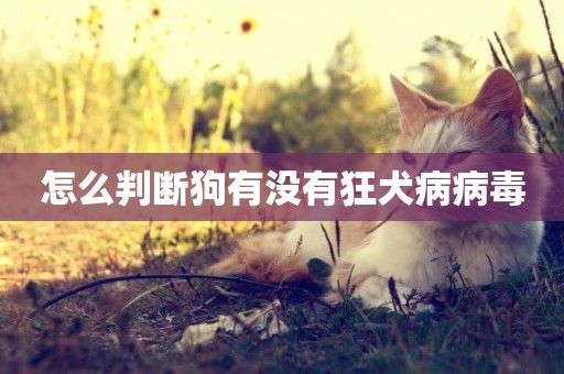 怎么判斷狗有沒有狂犬病病毒