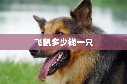 飛鼠多少錢一只