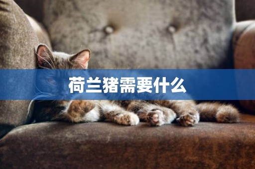荷蘭豬需要什么