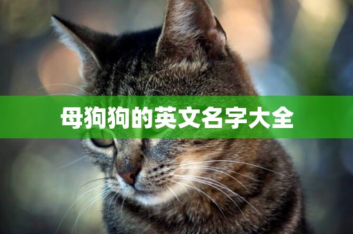 母狗狗的英文名字大全