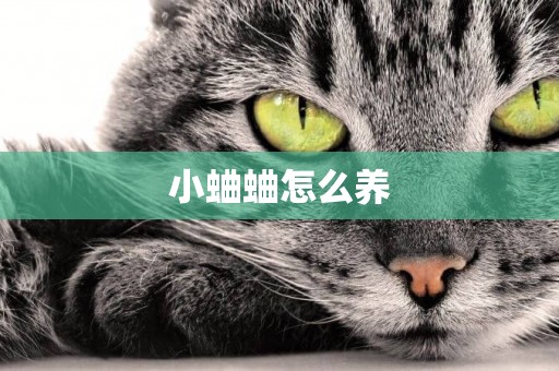 小蛐蛐怎么養