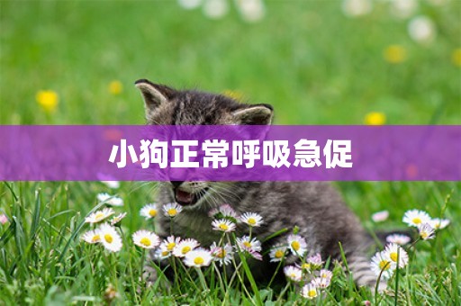 小狗正常呼吸急促