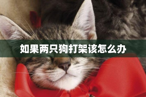 如果兩只狗打架該怎么辦