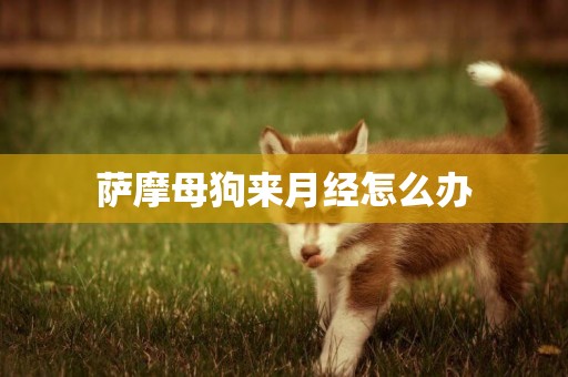 薩摩母狗來月經怎么辦