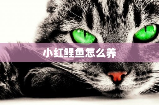 小紅鯉魚怎么養